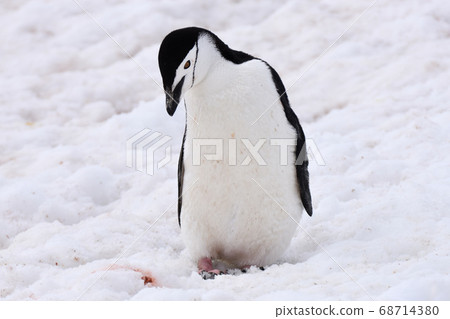 Bearded Penguin (Antarctica) Bearded Penguin (Antarctica) 68714380