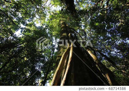 thailand doi inthanon national park forest thailand doi inthanon national park forest 68714386
