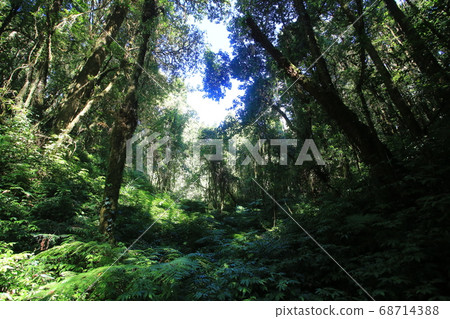 thailand doi inthanon national park forest 68714388