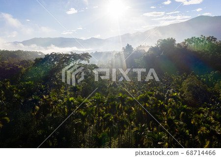 Yuchi landscape with betel trees 68714466