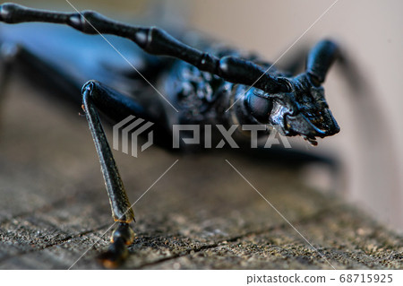 Close-up of a great capricorn beetle 68715925