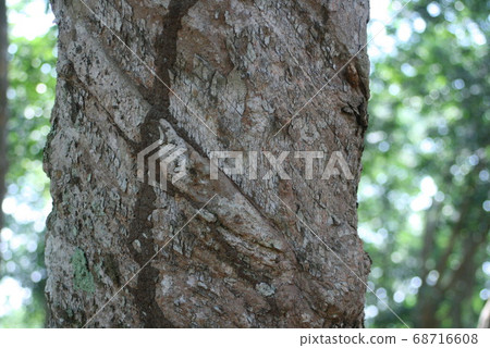 Rubber tree in the Amazon region 68716608