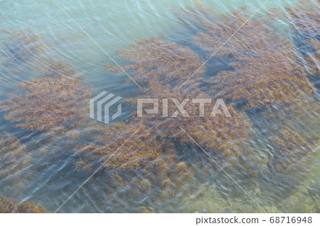 Seaweed bed 68716948