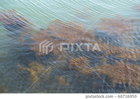 Seaweed bed 68716950