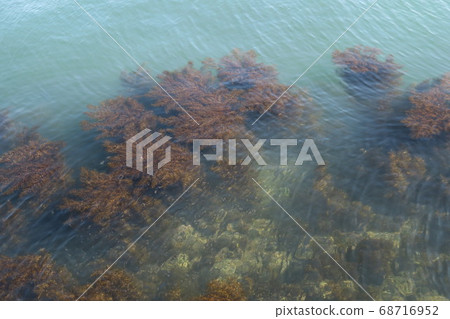 Seaweed bed Seaweed bed 68716952