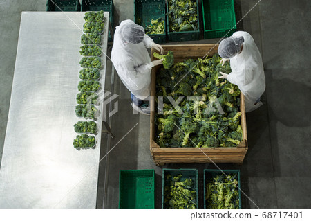 Two workers inspecting fresh produce at a production site 68717401