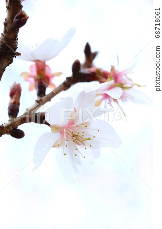 Sanbagawa Winter Cherry Tree Sambagawa Stock Photo
