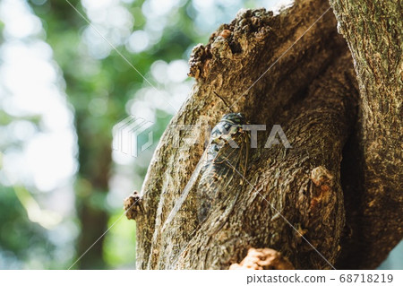 Summer, cicada, forest 68718219