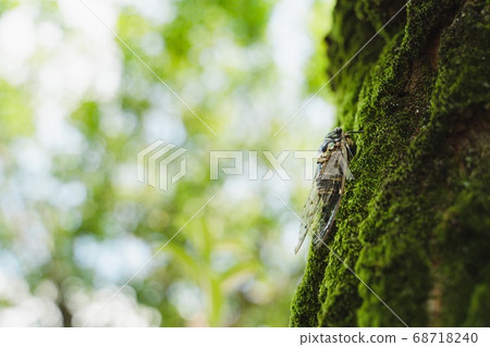 Summer, cicada, forest 68718240