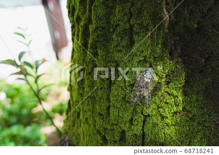 Summer, cicada, forest 68718241