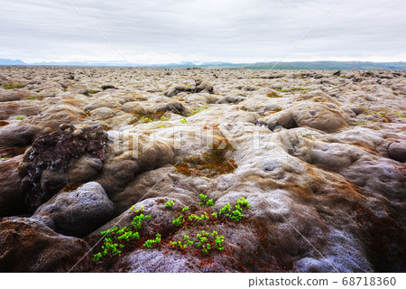 Lava field covered with green moss 68718360