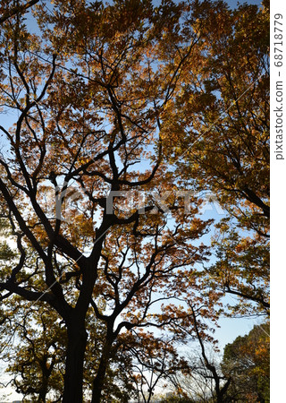 Tamagawadai Park in autumn colors, Ota-ku, Tokyo Tamagawadai Park in autumn colors, Ota-ku, Tokyo 68718779