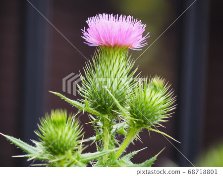 American onion American onion 68718801