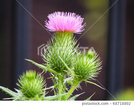 American onion American onion 68718802