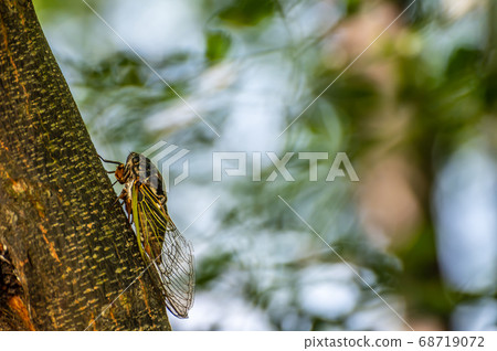 A bear sucking sap A bear sucking sap 68719072