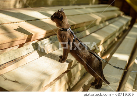 Burma cat with leash walking on lumber, playful 68719109