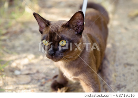 Playful Burma cat wearing harness in summer park. 68719116