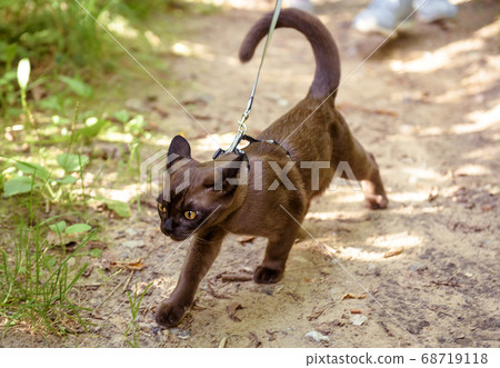 Burmese cat with leash walking outside, collared Burmese cat with leash walking outside, collared 68719118