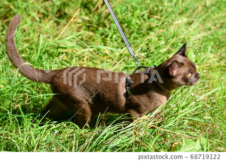 Burmese cat with leash walking outside. Collared 68719122