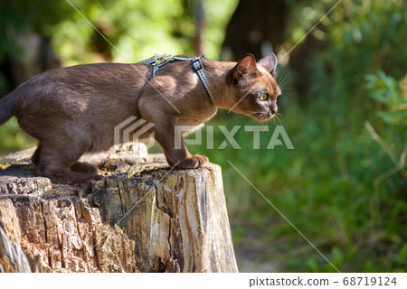 Burmese cat with leash walking outside. Burma cat 68719124