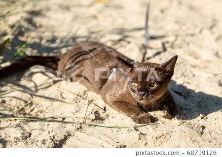 Shorthair Burma cat wearing harness lies on beach; 68719126