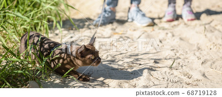 Panoramic view of playful Burmese cat wearing Panoramic view of playful Burmese cat wearing 68719128