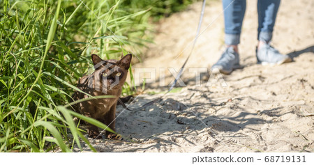 Panoramic view of Burmese cat wearing harness and Panoramic view of Burmese cat wearing harness and 68719131