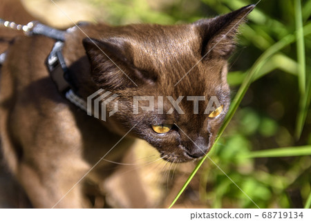 Burmese cat with leash walking outside, close view Burmese cat with leash walking outside, close view 68719134