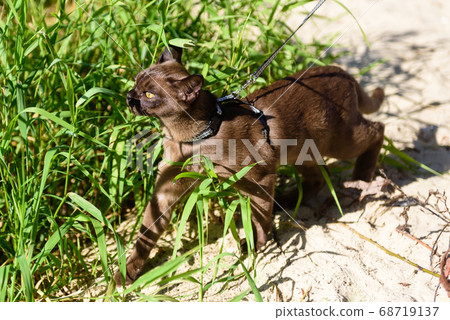 Burmese cat with leash walking outside, collared 68719137