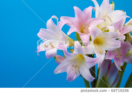 Belladonna cut flowers 68719206