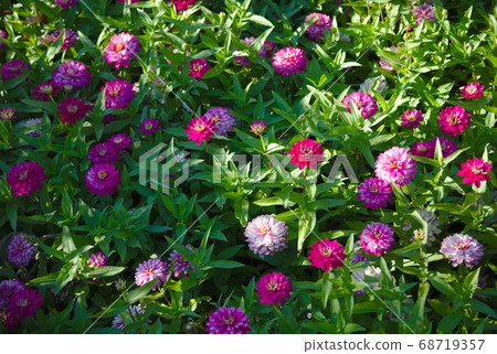 pink and purple flowers blooming garden summer pink and purple flowers blooming garden summer 68719357