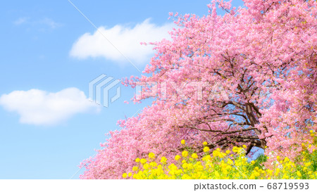 南伊豆町下鴨的河津櫻（軟焦點） 68719593