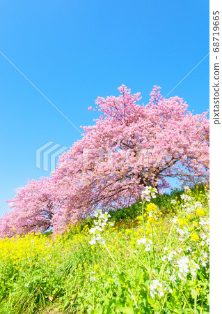 Kawazu cherry blossoms in Shimogamo, Minamiizu-cho Kawazu cherry blossoms in Shimogamo, Minamiizu-cho 68719665