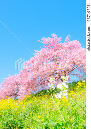 Kawazu Sakura in Shimogamo, Minamiizu-cho (soft focus) 68719708