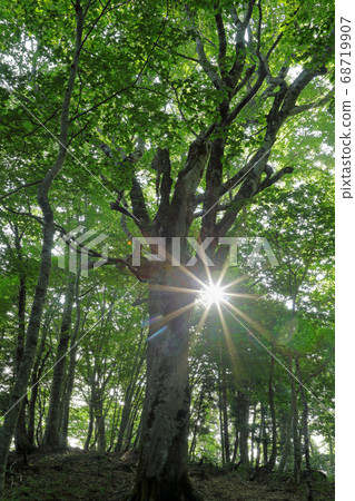 福島縣仲夏山毛櫸森林療養林忠武町 福島縣仲夏山毛櫸森林療養林忠武町 68719907