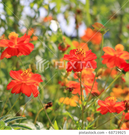 Marigold Marigold 68719925