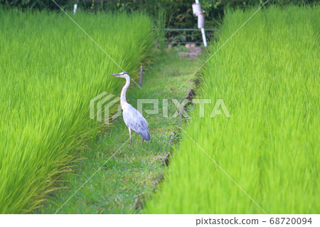 Blue heron looking for Aoda and its prey 68720094