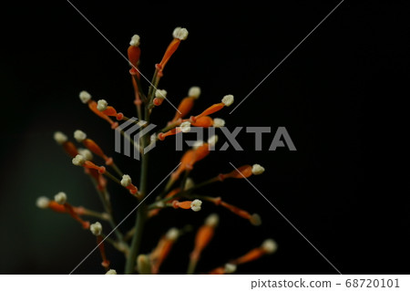 天然植物授粉後立即服用Negusa,幼果。這是筍最美麗的狀態嗎? 天然植物授粉後立即服用Negusa,幼果。這是筍最美麗的狀態嗎? 68720101