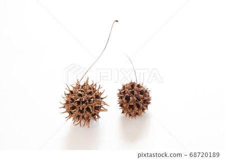 紅葉 紅葉 68720189