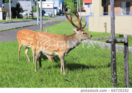 Wild deer walking through the city (Wakkanai, Hokkaido) Wild deer walking through the city (Wakkanai, Hokkaido) 68720282