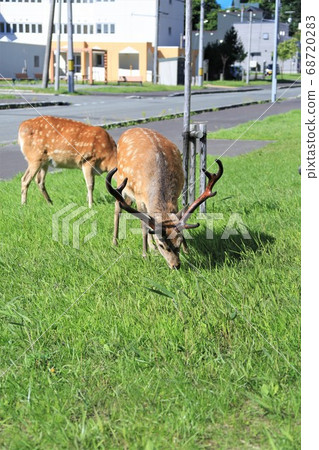 Wild deer walking through the city (Wakkanai, Hokkaido) Wild deer walking through the city (Wakkanai, Hokkaido) 68720283