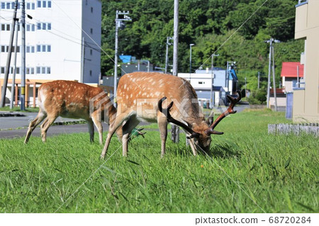 Wild deer walking through the city (Wakkanai, Hokkaido) Wild deer walking through the city (Wakkanai, Hokkaido) 68720284