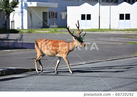 Wild deer walking through the city (Wakkanai, Hokkaido) Wild deer walking through the city (Wakkanai, Hokkaido) 68720292