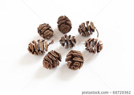 Fruit of Metasequoia Fruit of Metasequoia 68720362