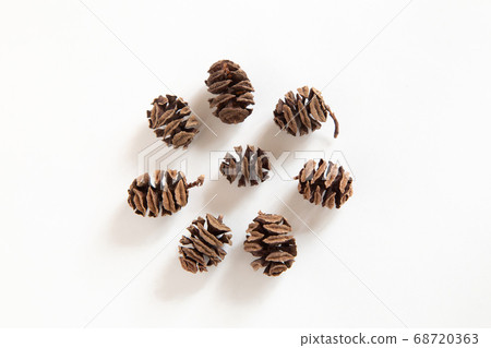 Fruit of Metasequoia 68720363