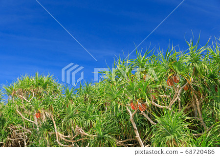 Okinawa_Adan fruit shines in the clear sky Okinawa_Adan fruit shines in the clear sky 68720486