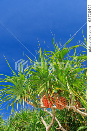 Okinawa_Adan fruit shines in the clear sky Okinawa_Adan fruit shines in the clear sky 68720493