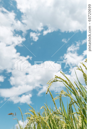 Summer rice (August) Summer rice (August) 68720699