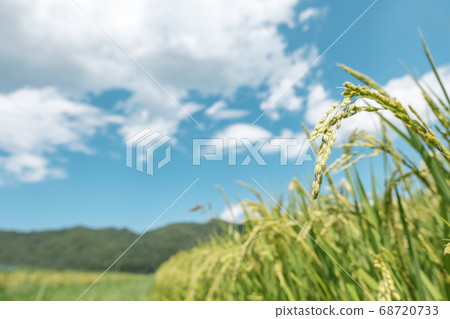 Summer rice (August) Summer rice (August) 68720733