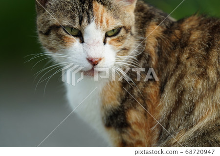 A calico cat waiting for an uncle to bring breakfast A calico cat waiting for an uncle to bring breakfast 68720947
